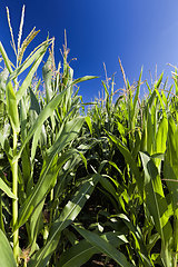 Image showing sweet green unripe corn