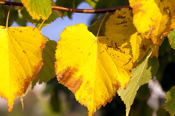 Image showing autumn the leaves fall