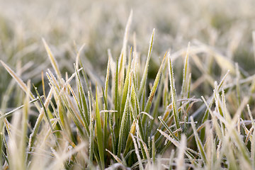 Image showing winter weather in an agricultural field