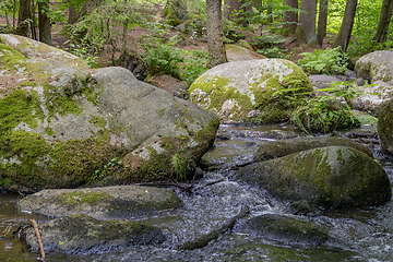 Image showing nature reserve in the Bavarian Forest