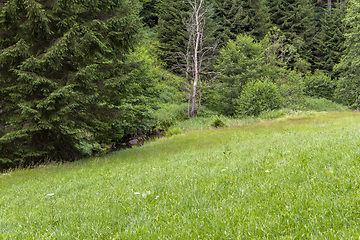 Image showing nature reserve in the Bavarian Forest