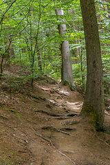 Image showing nature reserve in the Bavarian Forest