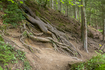 Image showing nature reserve in the Bavarian Forest