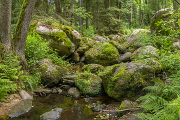 Image showing nature reserve in the Bavarian Forest