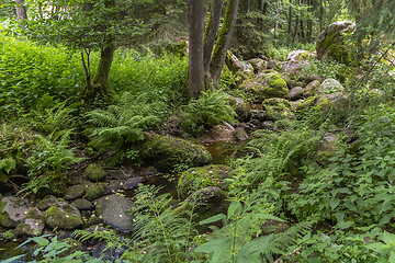 Image showing nature reserve in the Bavarian Forest