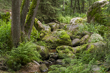 Image showing nature reserve in the Bavarian Forest