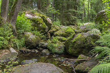 Image showing nature reserve in the Bavarian Forest