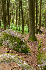 Image showing nature reserve in the Bavarian Forest