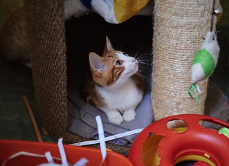 Image showing Cat, scratching post and and relax in a room with toys, curious and playful at home. Kitten, climbing platform and cut animal resting, looking and playing with scratcher, sweet and adorable on a mat