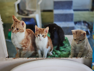 Image showing Cats, animal shelter and adoption pets at veterinary clinic, animal welfare and rescue center. Abandoned, homeless and lost group ginger kitten pet store animals waiting for love, hope and pet care