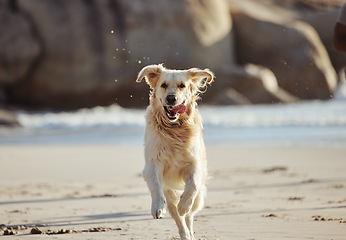 Image showing Energy, running and dog at the beach, freedom and playing in sand along, curious and fun in nature. Puppy, run and ocean trip for labrador being energetic, playful and active alone along the sea