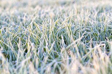 Image showing wheat or rye sown for winter