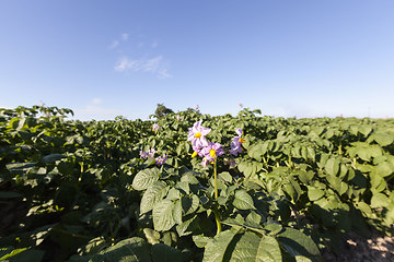 Image showing potatoes are grown