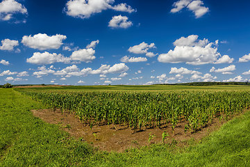 Image showing agricultural field with a crop