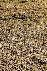 Image showing Mature wheat field