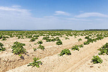 Image showing an agricultural field where potatoes are grown