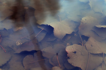 Image showing leaves of trees in muddy water