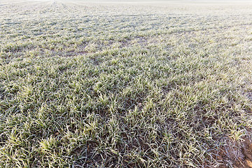 Image showing winter weather in an agricultural field