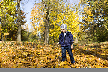 Image showing the boy walks in the Park in the autumn season, the child just stands on the fallen yellow foliage