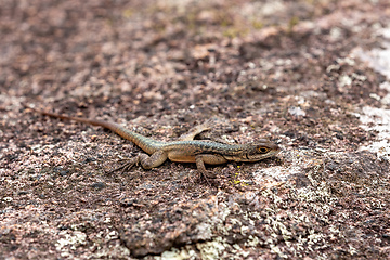 Image showing Grandidier's Madagascar swift, Oplurus grandidieri, Tsingy De Bemaraha. Madagascar wildlife