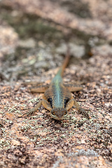 Image showing Grandidier's Madagascar swift, Oplurus grandidieri, Tsingy De Bemaraha. Madagascar wildlife