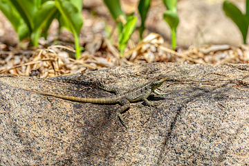 Image showing Dumeril's Madagascar Swift, Oplurus quadrimaculatus, Anja Community Reserve. Madagascar wildlife