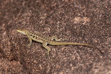 Image showing Dumeril's Madagascar Swift, Oplurus quadrimaculatus, Andringitra National Park. Madagascar wildlife