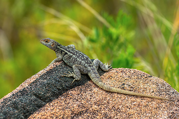 Image showing Dumeril's Madagascar Swift, Oplurus quadrimaculatus, Andringitra National Park. Madagascar wildlife