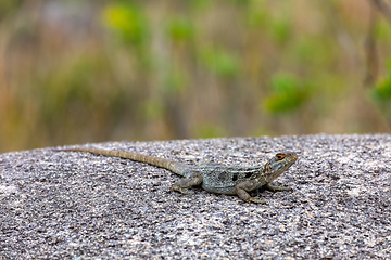 Image showing Dumeril's Madagascar Swift, Oplurus quadrimaculatus, Andringitra National Park. Madagascar wildlife