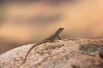 Image showing Dumeril's Madagascar Swift, Oplurus quadrimaculatus, Andringitra National Park. Madagascar wildlife