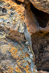 Image showing Dumeril's Madagascar Swift, Oplurus quadrimaculatus, Isalo National Park. Madagascar wildlife