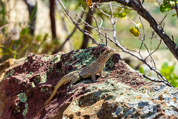 Image showing Dumeril's Madagascar Swift, Oplurus quadrimaculatus, Isalo National Park. Madagascar wildlife