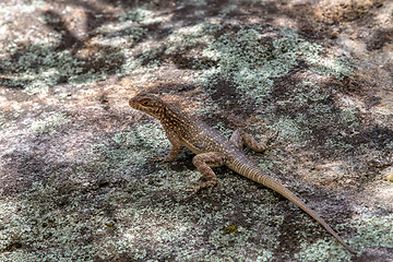 Image showing Dumeril's Madagascar Swift, Oplurus quadrimaculatus, Isalo National Park. Madagascar wildlife