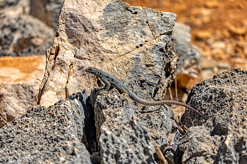 Image showing Dumeril's Madagascar Swift, Oplurus quadrimaculatus, Tsimanampetsotsa National Park. Madagascar wildlife
