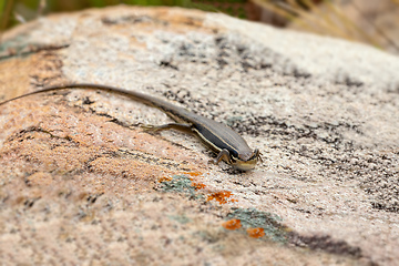 Image showing Gravenhorst's mabuya (Trachylepis gravenhorstii), Andringitra National Park. Madagascar wildlife