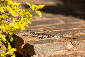 Image showing Ornate girdled lizard (Zonosaurus ornatus), Ambalavao, Madagascar wildlife animal