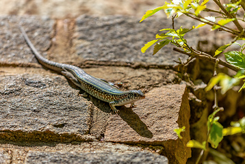 Image showing Ornate girdled lizard (Zonosaurus ornatus), Ambalavao, Madagascar wildlife animal