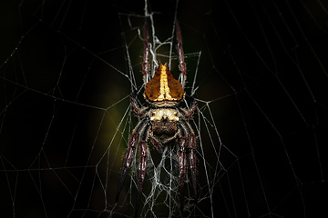 Image showing Caerostris extrusa, bark spider, Ranomafana national park, Madagascar wildlife