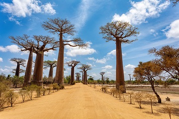 Image showing Sun-kissed Baobab Alley in Morondava - A Spectacular View of avenue! Madagascar landscape