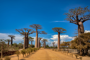 Image showing Sun-kissed Baobab Alley in Morondava - A Spectacular View of avenue! Madagascar landscape