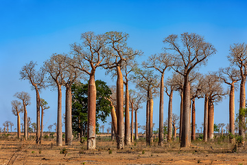 Image showing Baobab forest on the road from Morondava to Belo Sur Tsiribihina. Madagascar landscape.