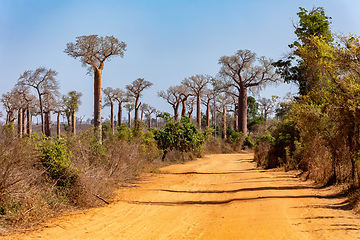 Image showing Baobab forest on the road from Morondava to Belo Sur Tsiribihina. Madagascar landscape.