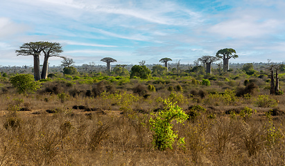 Image showing Iconic Baobab trees Kivalo. Madagascar wilderness landscape.