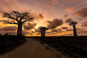 Image showing Baobab trees against sunset on the road to Kivalo village. Madagascar landscape.