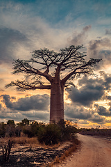 Image showing Baobab trees against sunset on the road to Kivalo village. Madagascar landscape.