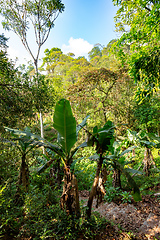 Image showing Landscape of Ranomafana national park, jungle and rainforest, Madagascar wilderness landscape