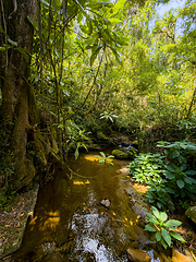 Image showing Landscape of Ranomafana national park, jungle and rainforest, Madagascar wilderness landscape