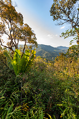 Image showing Landscape of Ranomafana national park, jungle and rainforest, Madagascar wilderness landscape