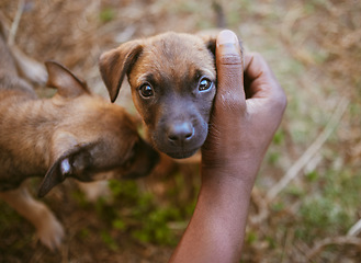 Image showing Hand, puppy and young dogs in a nature park bonding, embrace and relaxing with a person outdoors in Africa. Pets, trust and pet owner enjoys affection and quality time with brown small furry animals