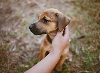 Image showing Woman, hand or touching dog in garden, backyard lawn or park grass in homeless adoption choice, sale or foster promotion. Zoom, customer or pet animal, puppy or canine mixbreed in rescue shelter help